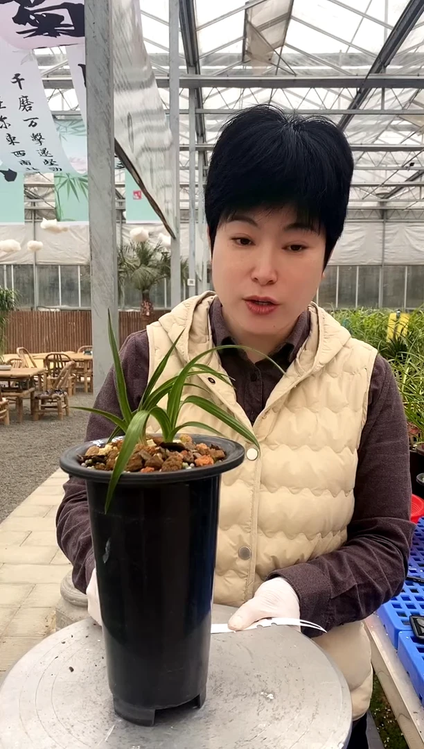 【闪购商品】晶莹之花，申申