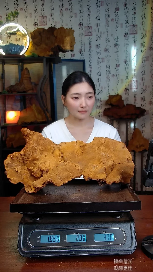 松针层孔菌中国大陆【藏区】松树桑黄（3.7斤）40-50年份