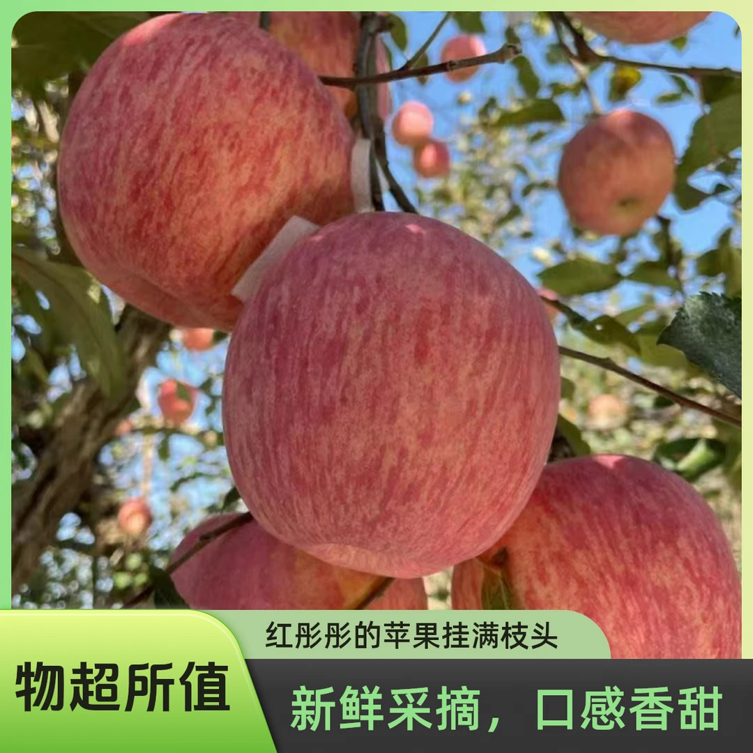 【恒硕果蔬】24年新品甘肃静宁红富士苹果脆甜原产地直发坏果包赔