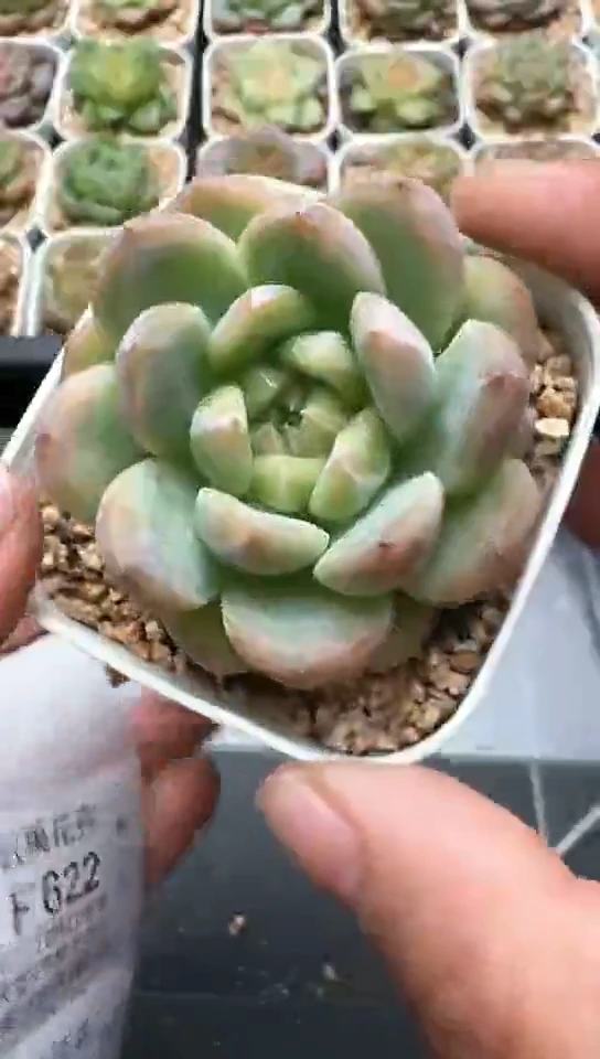 621F云禹多肉植物 默认脱土纸巾打包 3颗包邮