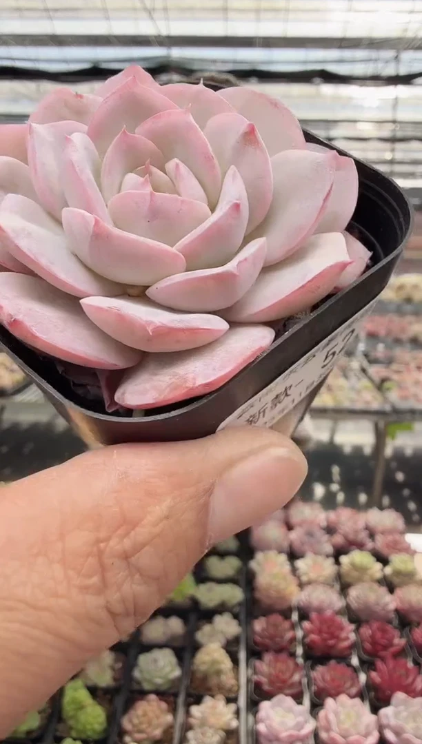 东云多肉园新款-52