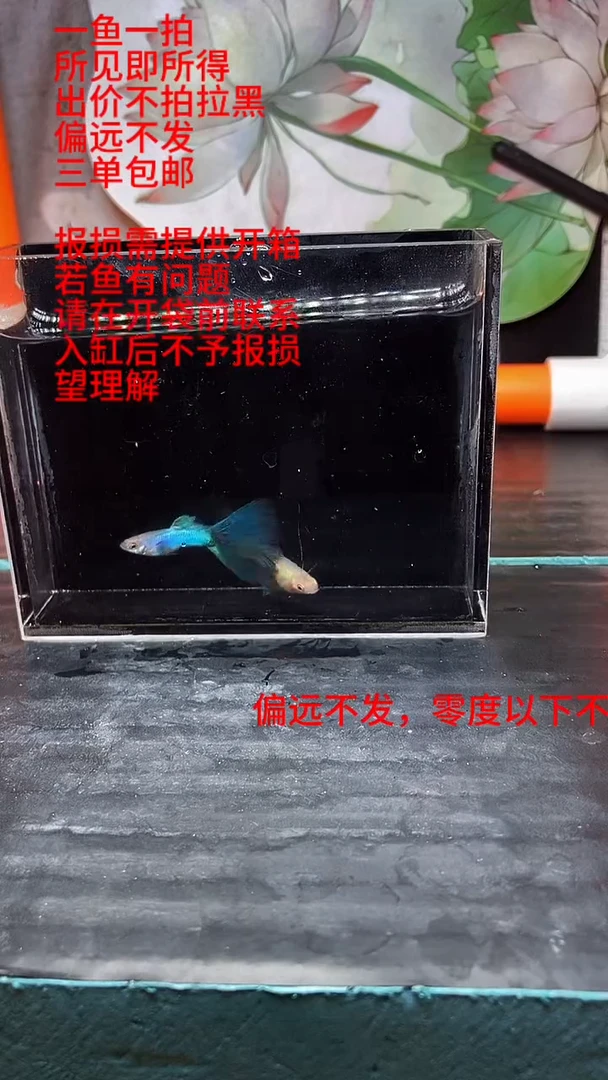 孔雀鱼孔雀鱼 25