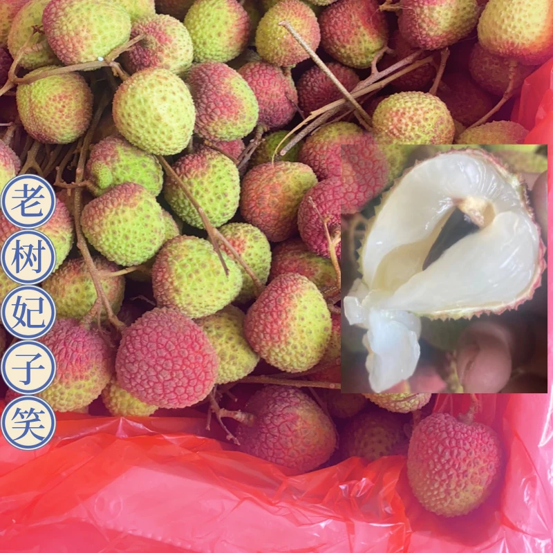 正宗广东高州根子老树当季新鲜妃子荔枝笑现摘现发