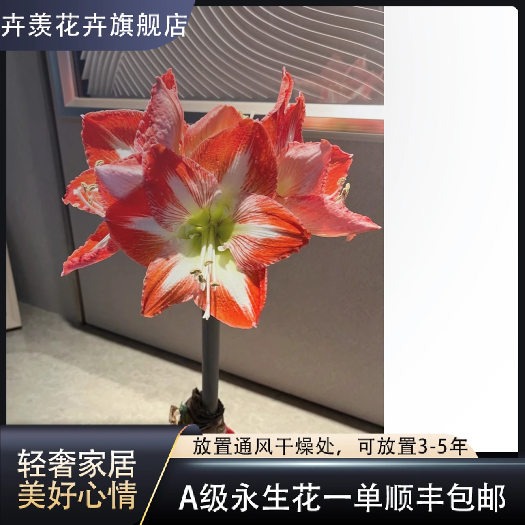 【卉羡花卉】蜡封【红白】朱顶红装饰点缀客厅茶几摆件直播间送礼