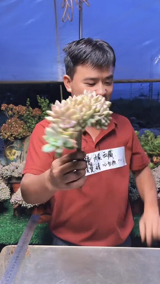 124淡雪缀化一物一拍