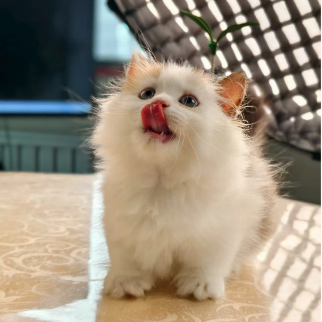 三花矮脚拿破仑妹妹包邮活体（1猫1图）【1018】