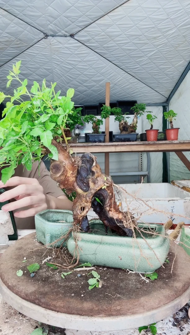 完全开放（编号：013）（价格：13）黄荆盆景到手一颗