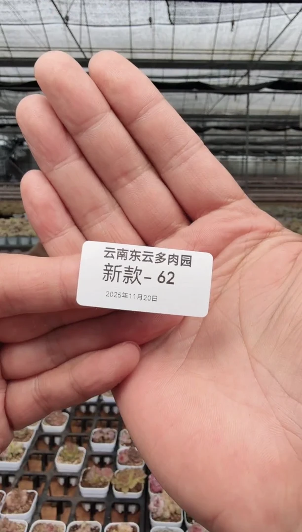 东云多肉园新款-62
