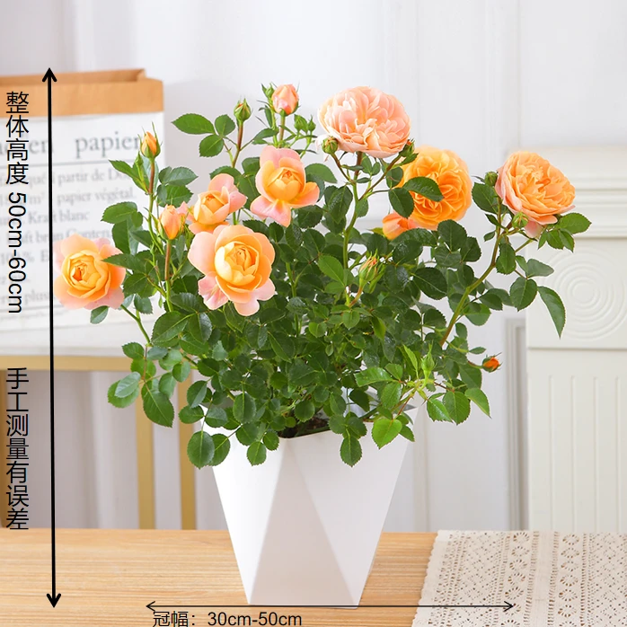 果汁阳台月季1.5加仑品种盆栽四季开花阳台庭院耐寒耐热新手好养