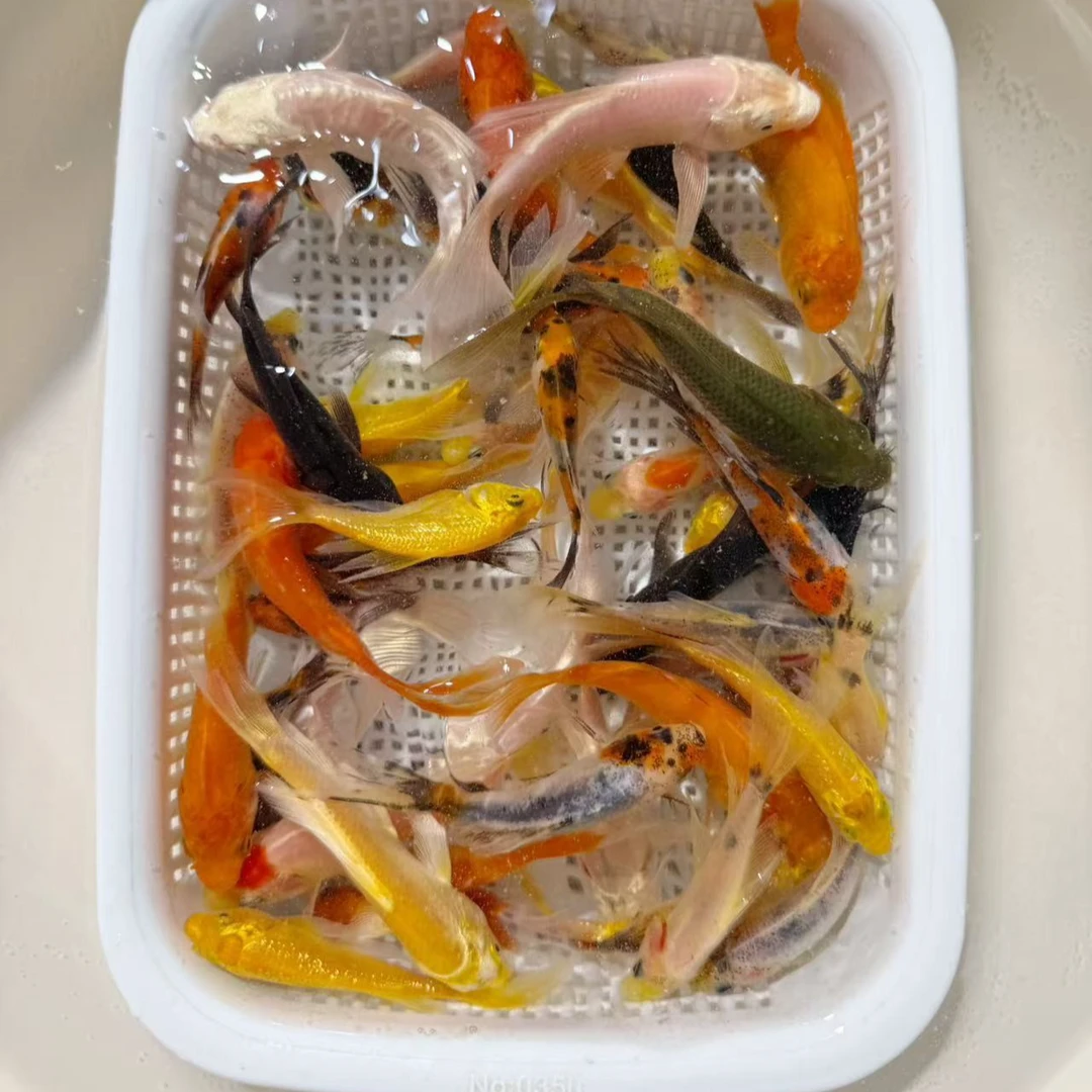 【新人福利】6-8公分10条冷水观赏鱼锦鲤鱼红草金