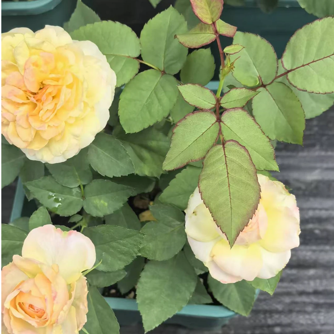 春日暖阳1年半以上月季花盆栽