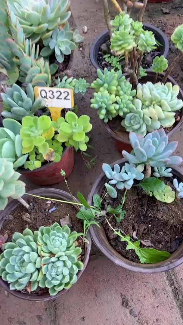 Q322多肉组合默认脱土发货
