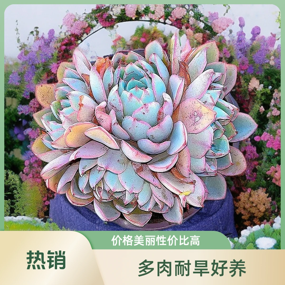 赫拉2头  多肉植物耐旱散光上盆固定种植净空气