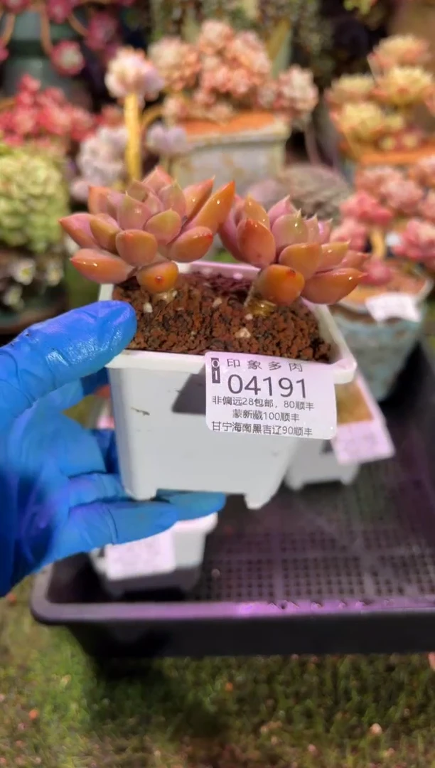 【闪购商品】04191