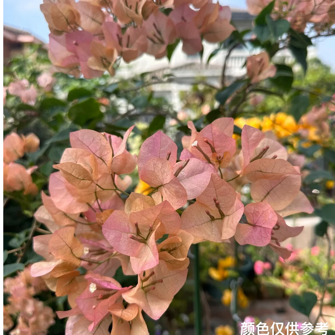 【奶昔】【包售后一个月】【包对版】三角梅四季开花爬藤飘枝好养护