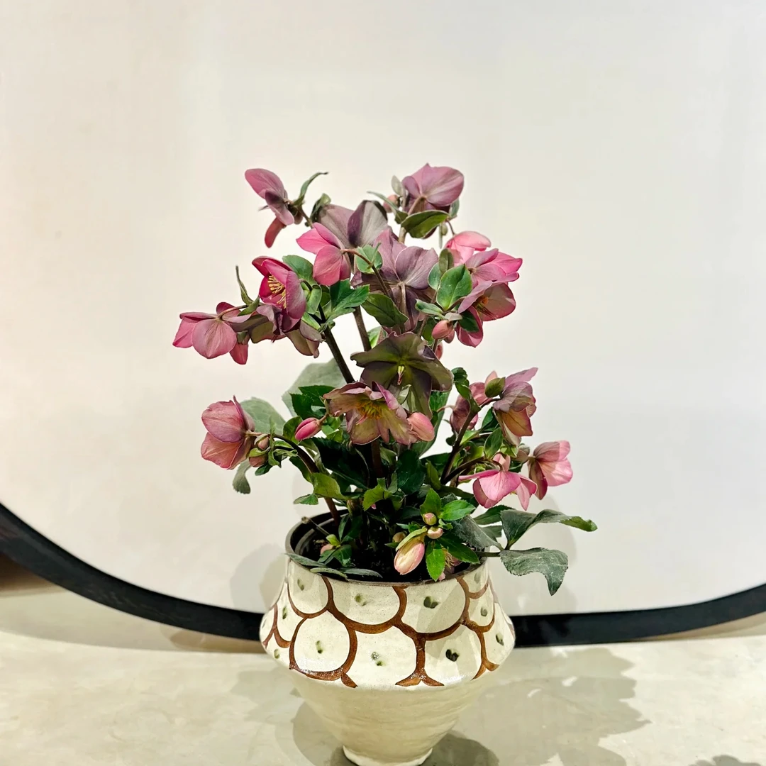 铁筷子-乌木玫瑰（1.5加仑） 耐寒耐阴好养冬春庭院花卉盆栽大盆