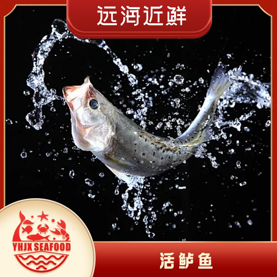 鲜活鲈鱼