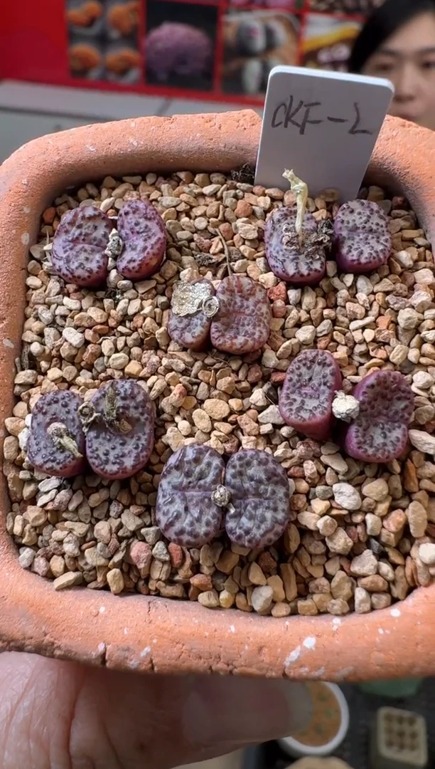 【闪购商品】29-34恶魔之眼一颗