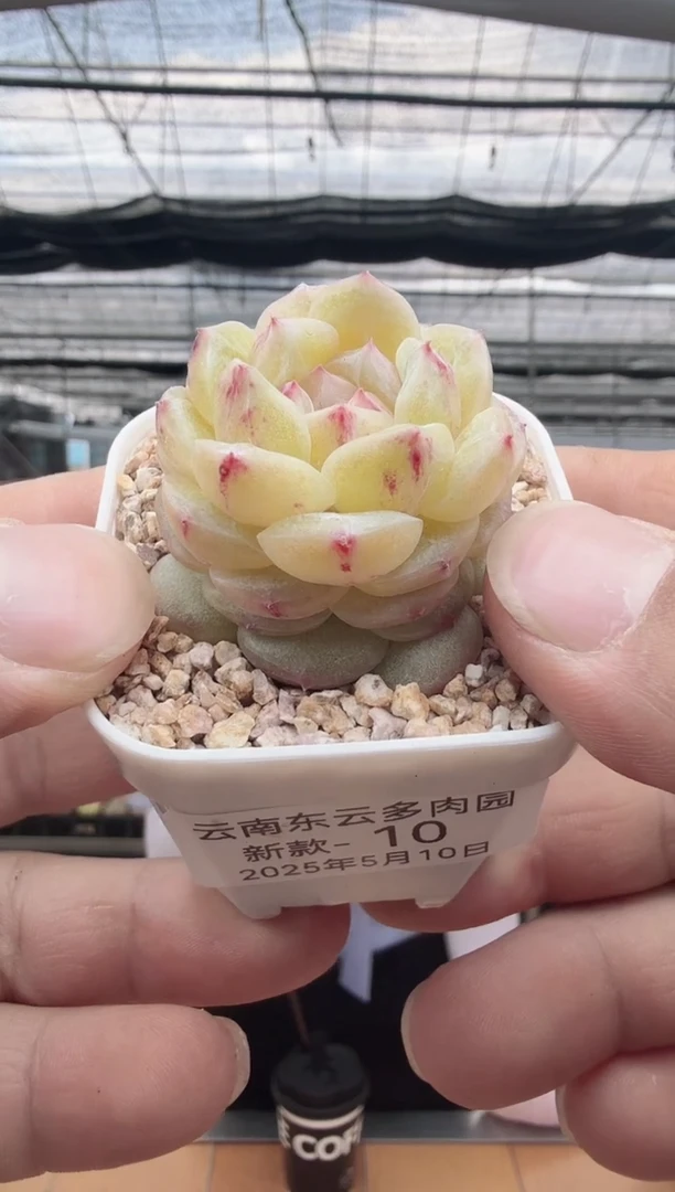 东云多肉园新款-10