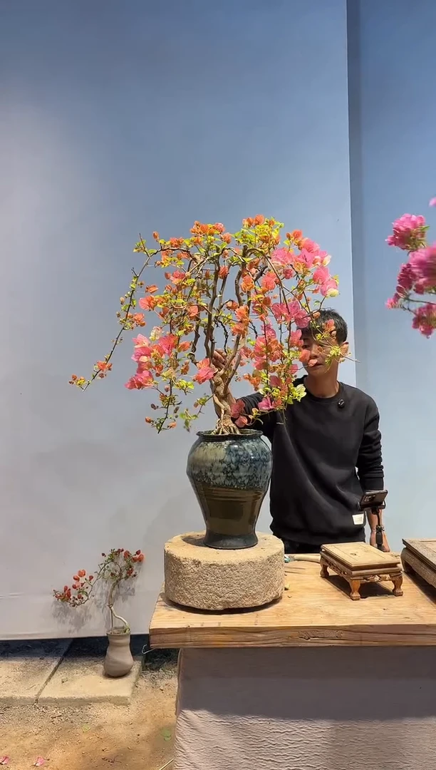 以实际为准三角梅44