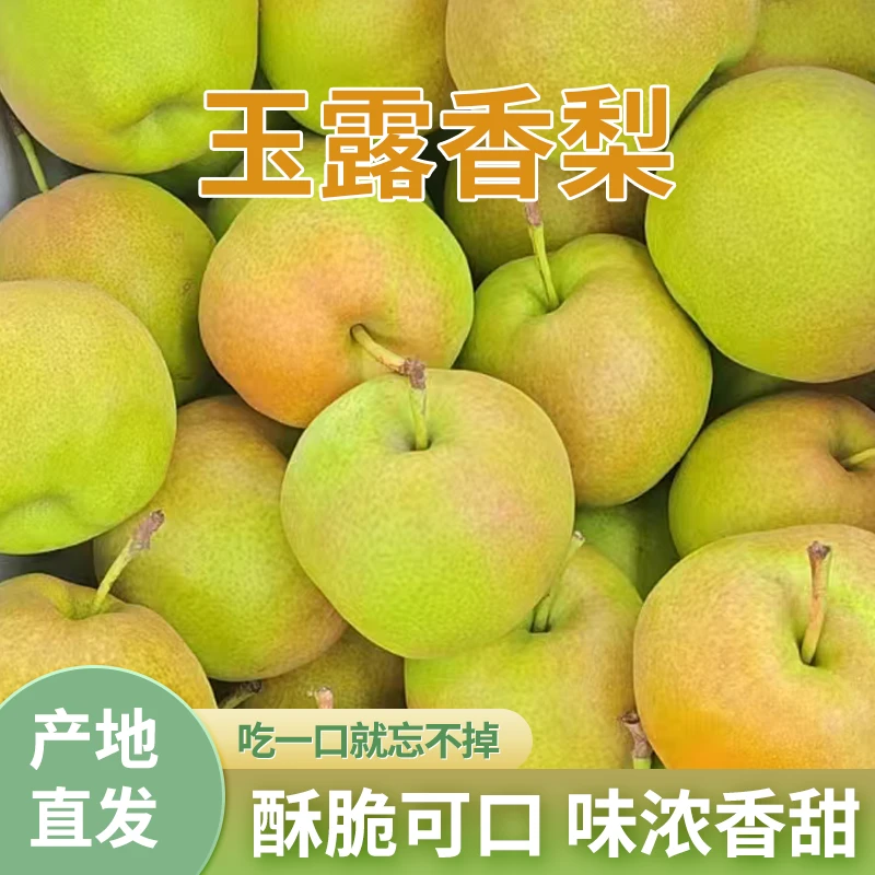 【当季新品推荐产地直发】山西玉露香梨新鲜水果当季脆甜多汁梨子