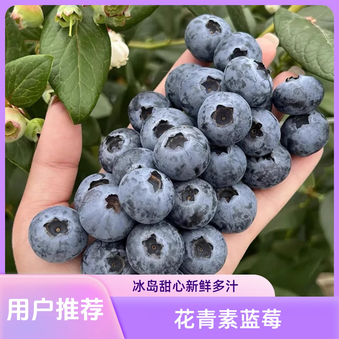【买一斤送半斤】云南原产地露天生态种植水果高端品种花青素蓝莓