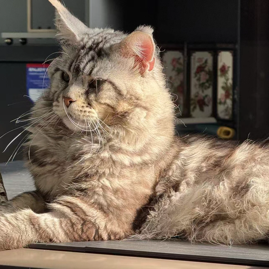 MQ功能性猫咪冻干