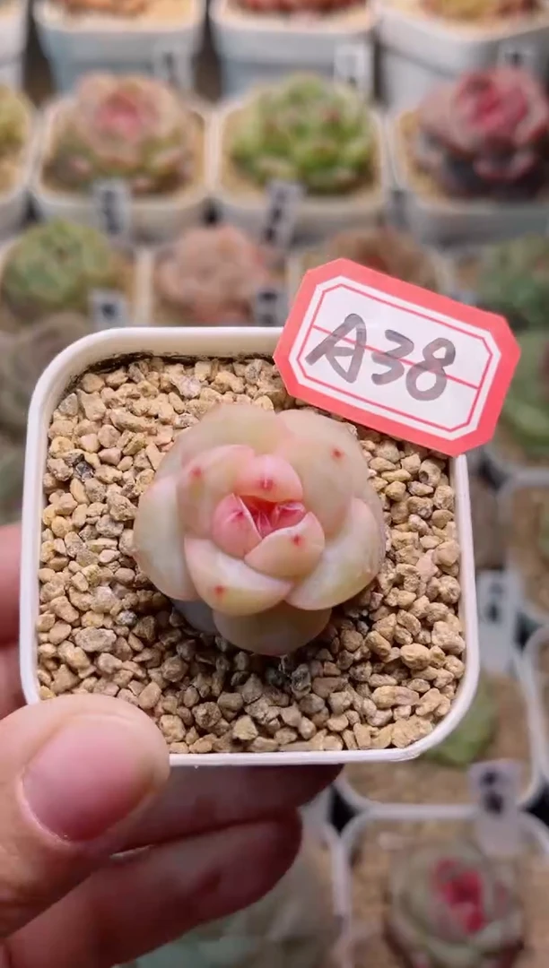 【闪购商品】A38霜露一物一拍