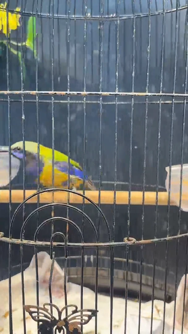 36号  橙腹养笼  0元起拍