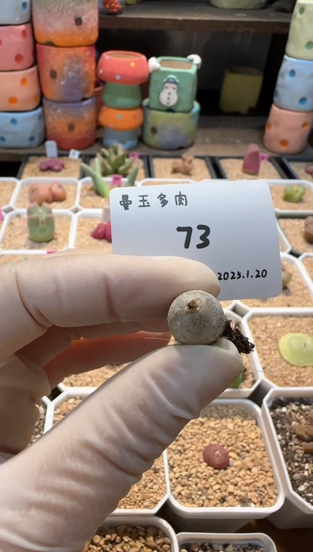 【闪购商品】25.1.20-73