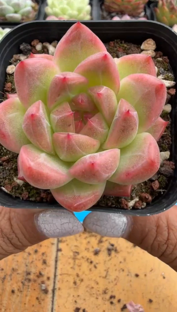 东云多肉园二店-227