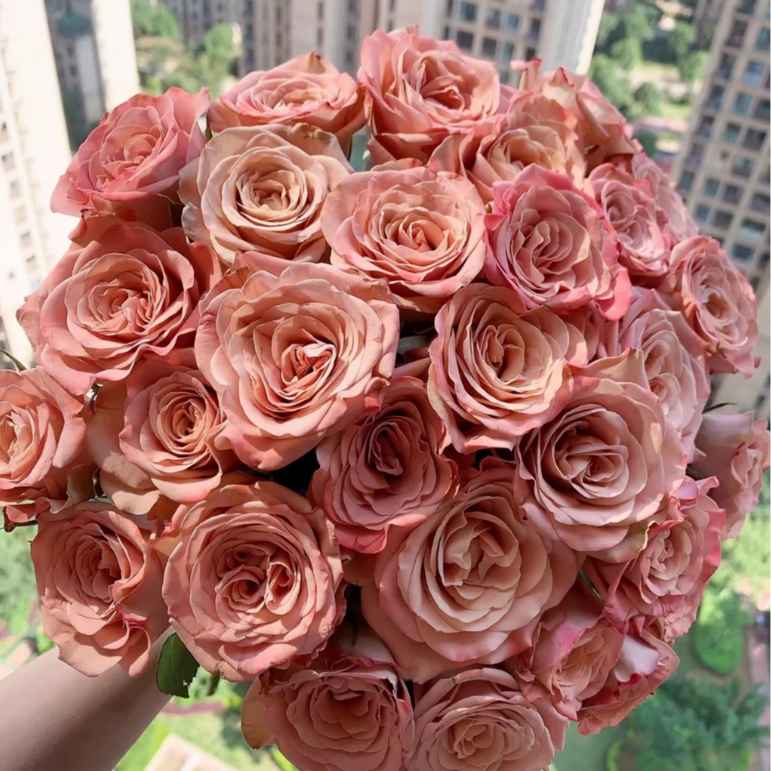 卡布奇诺一扎20支鲜花速递