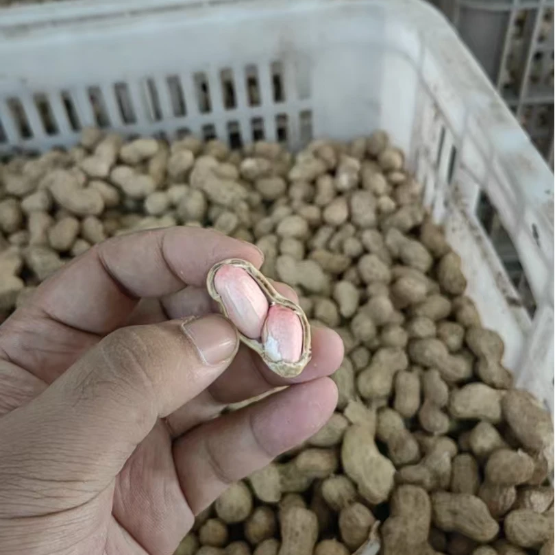 上海嘉定农户自种粉皮鲜花生/非晒干/未剥皮3斤净重