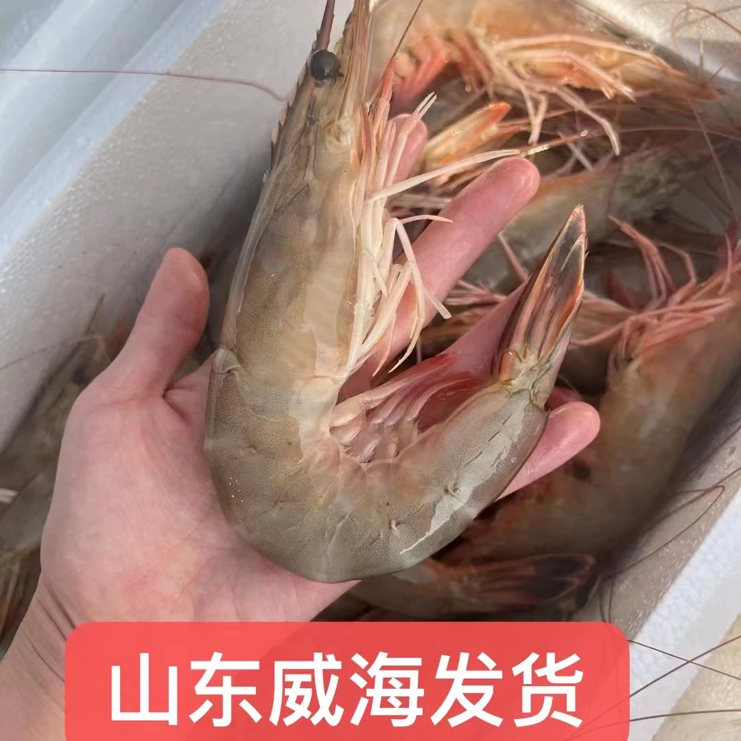 【活虾带籽】渤海湾纯野生海捕活对虾（山东威海发货/单只活冻)