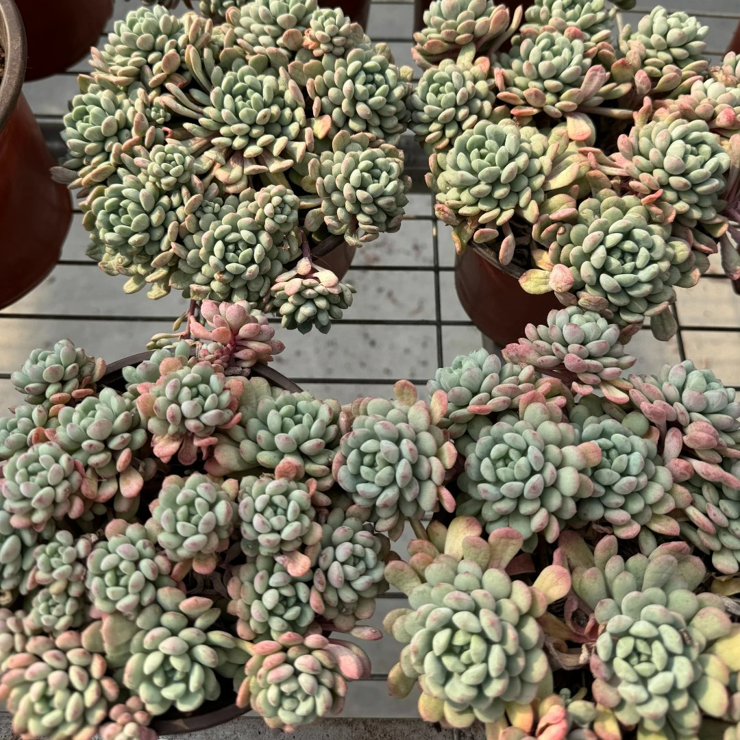 珍珠美人（多肉全店满19元包邮）植物组合盆栽