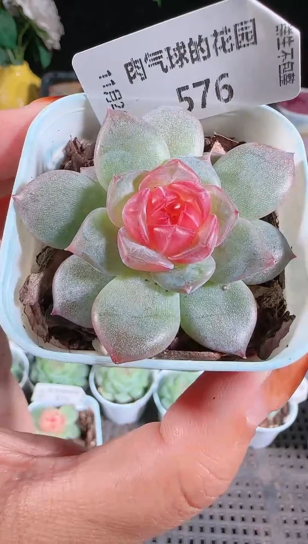 1124-576寒酥群生不包整