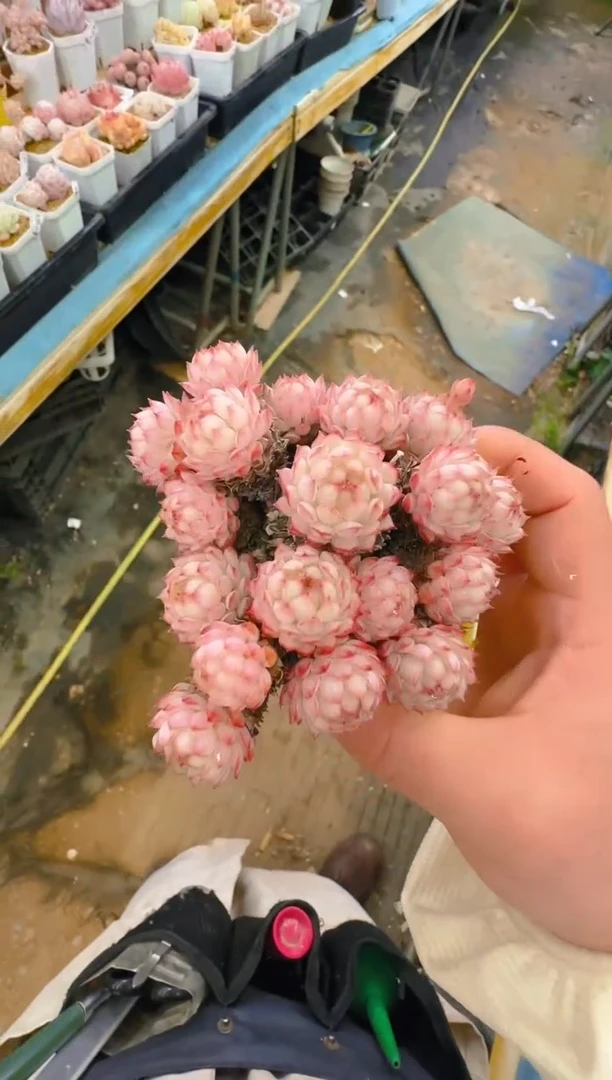 乐—387—仙农（红二条)