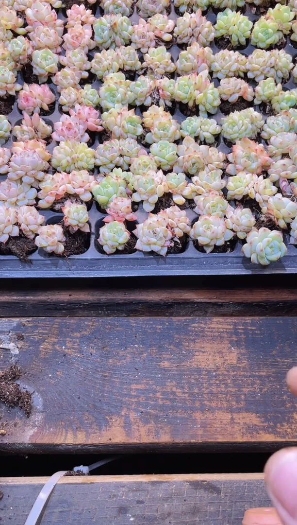 【闪购商品】104彩钻量拍一盒保9