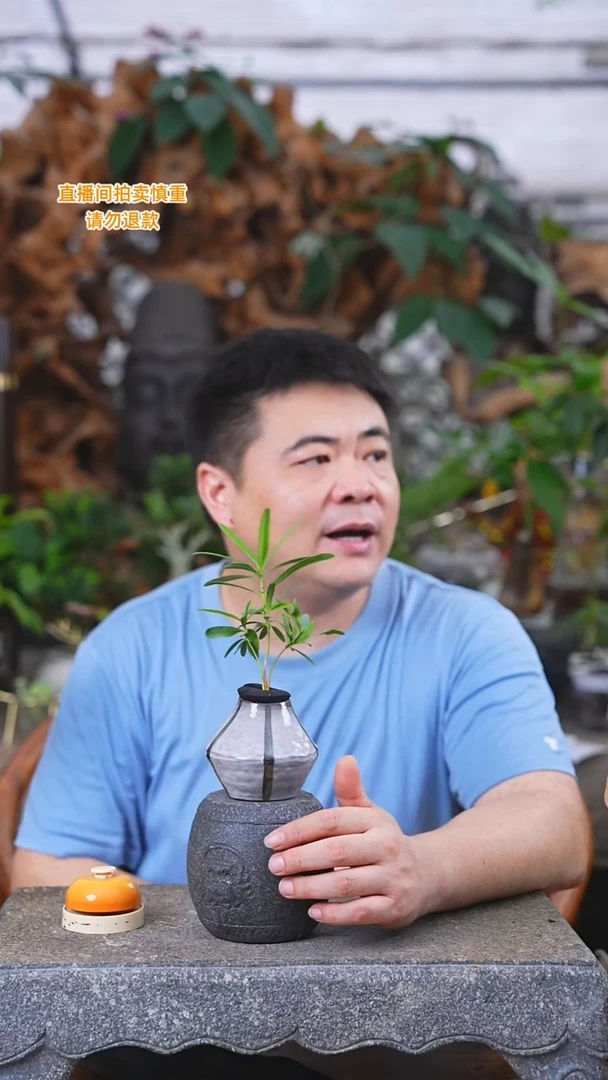 当前无花栽培后可以开花桌面罗汉松100+