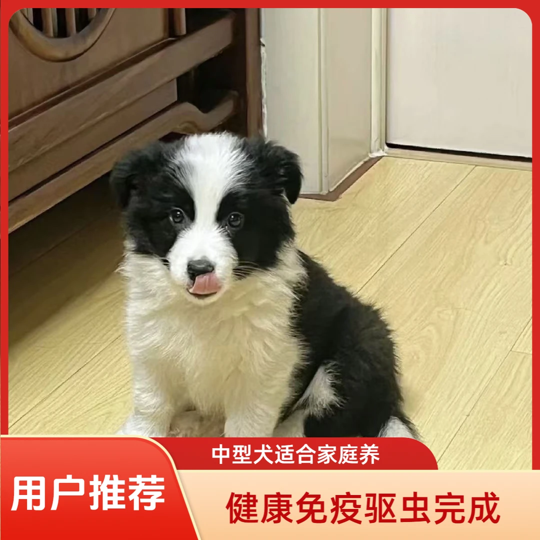 【双11抖音特惠价】可爱活泼健康边牧萨摩耶阿拉斯加幼犬宠物狗活体