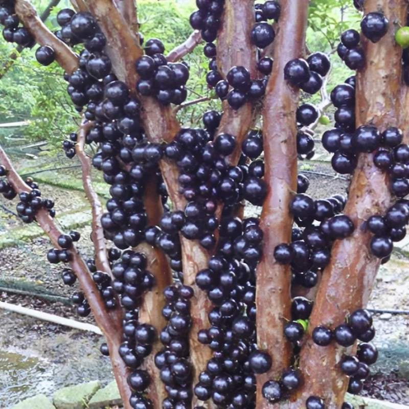 源头现摘嘉宝果树葡萄好吃吗释迦果富含花青素孕妇可以吃送礼水果