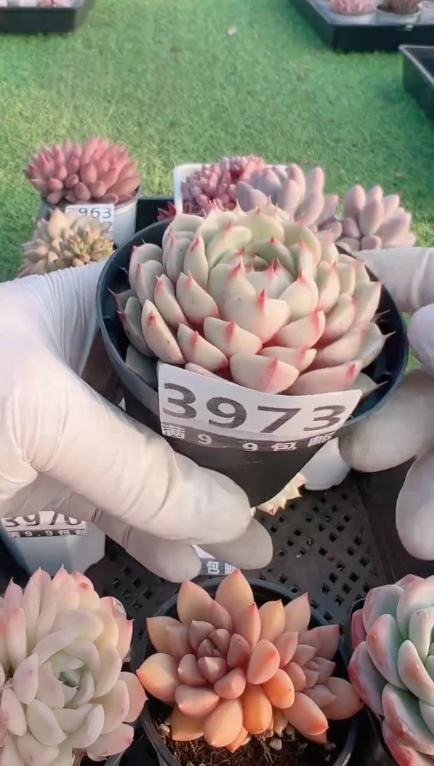 【闪购商品】信福多肉一物一拍