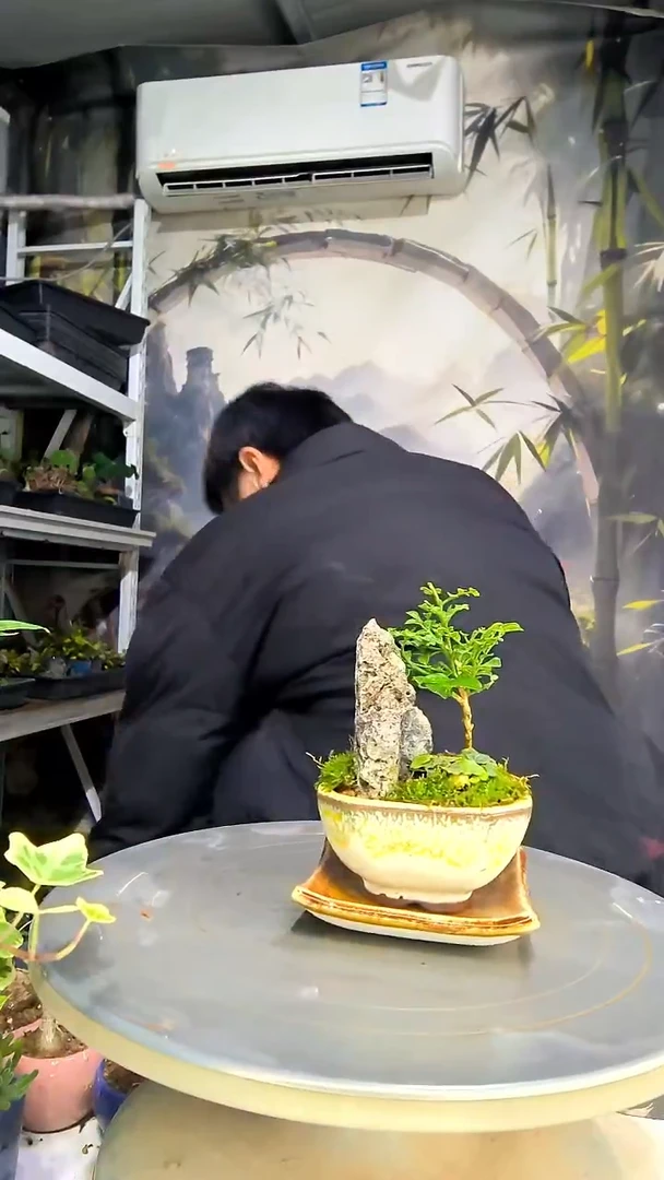 云*中青园艺一物一拍花267