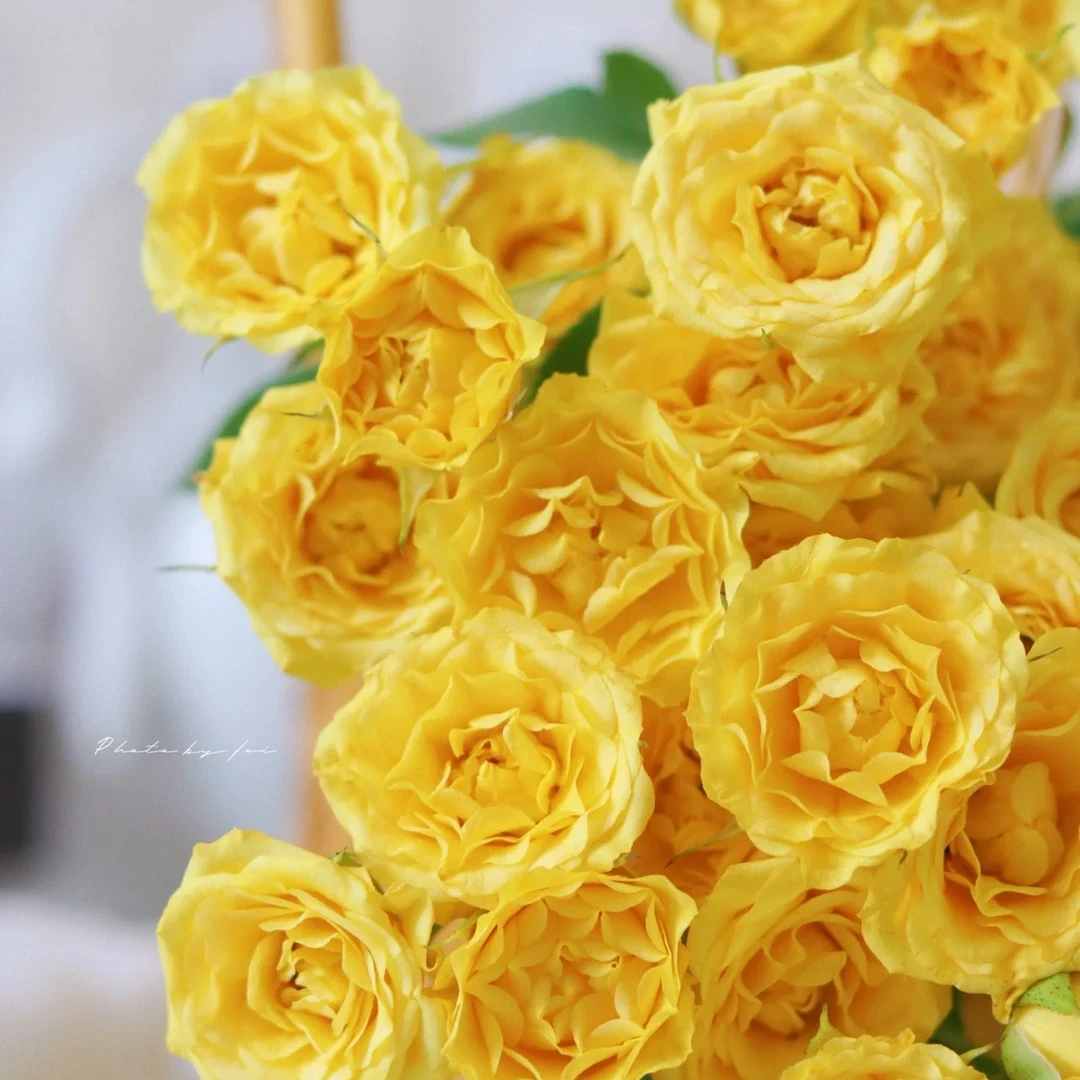 【梦幻芭比】玫瑰花，1单普通快递2单顺丰包邮 东三西六额外空运费