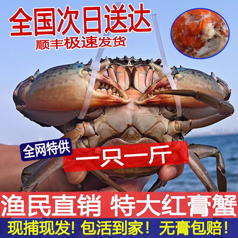 东山岛本地捕网母蟹【本港红膏蟹】满肉净重4-5两只海鲜水产螃蟹