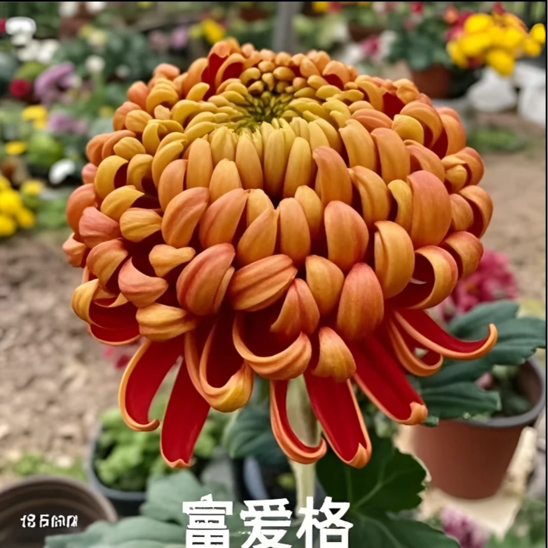 富爱格九月大菊花盆栽稀有大花型