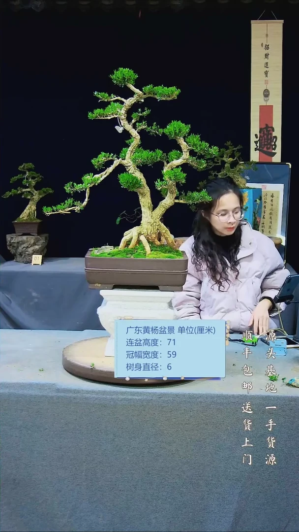 【闪购商品】黄杨盆景黄杨盆景