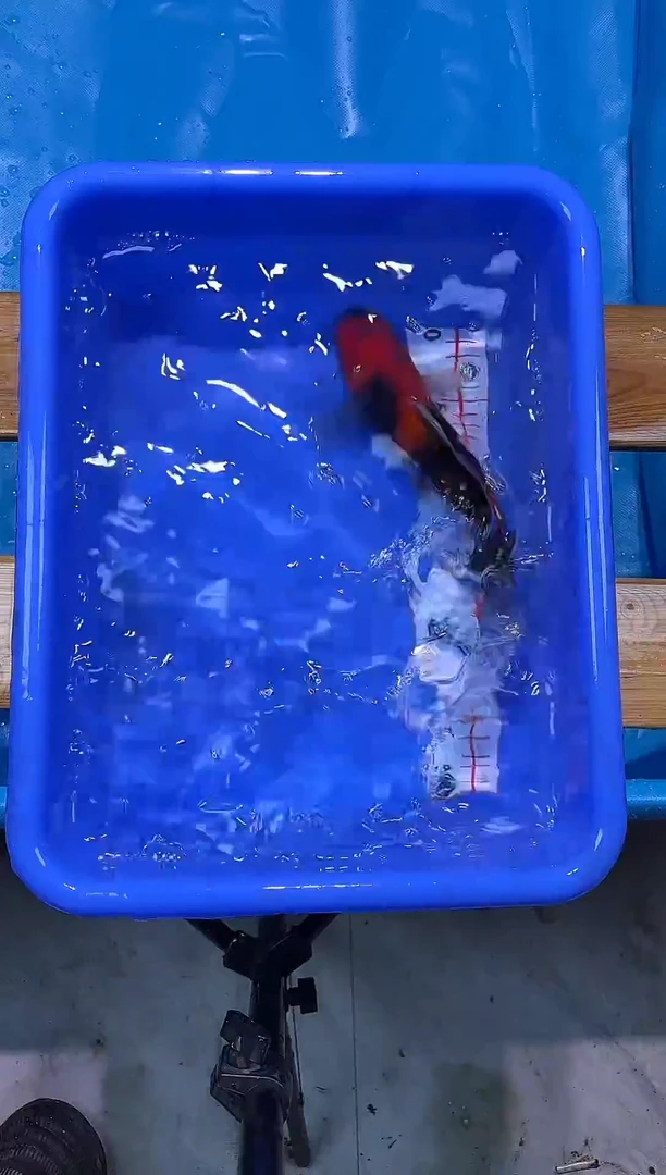 锦鲤锦鲤观赏鱼编码29