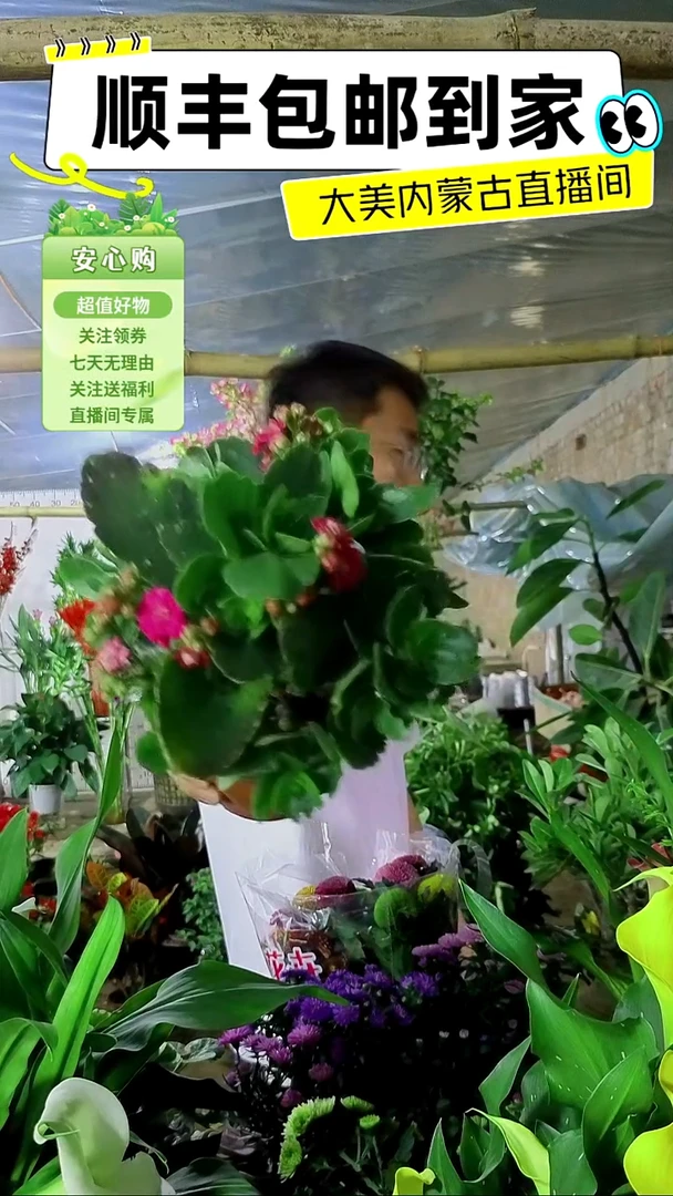 完全开放长寿土培