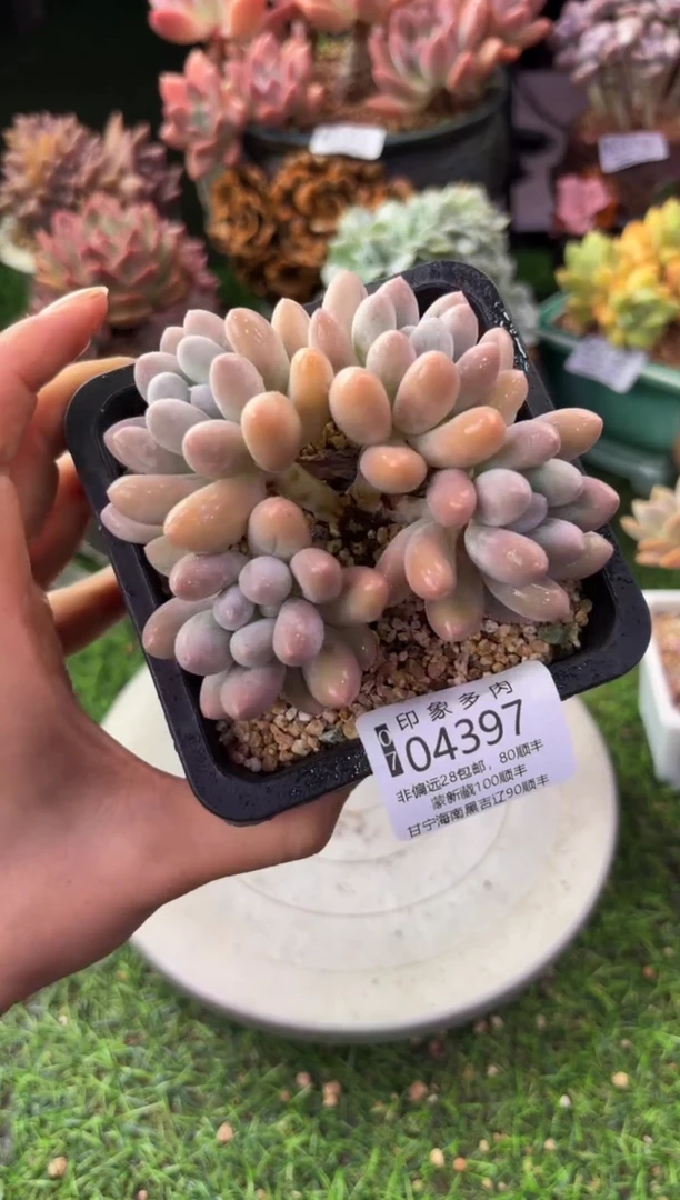 昆明印象多肉04397